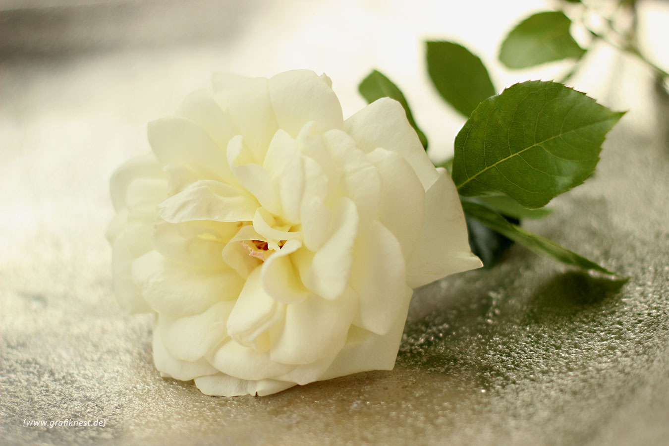 weiße Rose 